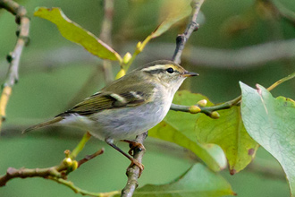 Taigasångare / Yellow-browed Warbler