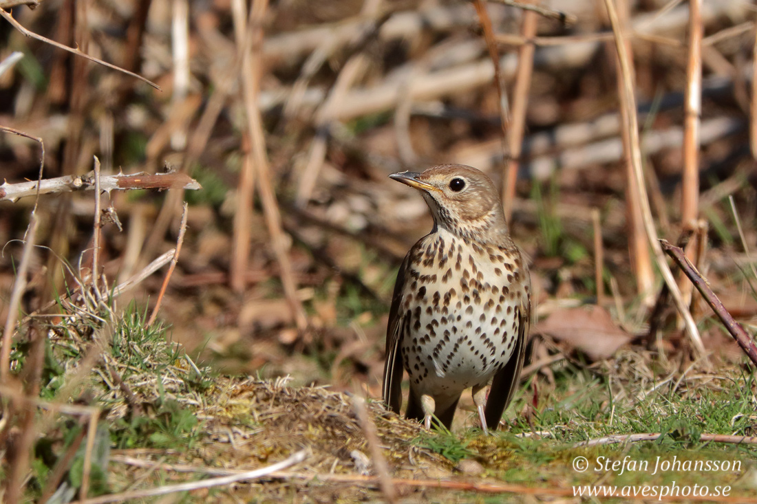 Taltrast / Song Thrush  