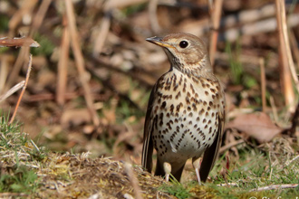 Taltrast / Song Thrush  