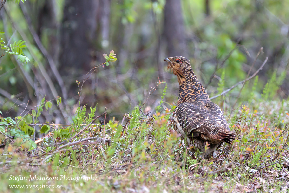 Tjäder / Capercaillie Tetrao urogallus  