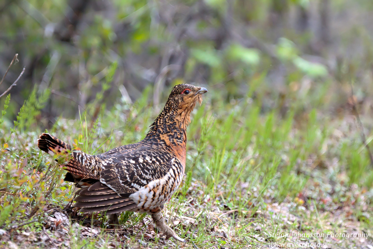 Tjäder / Capercaillie Tetrao urogallus  