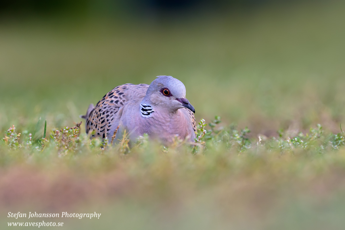 Turturduva / Turtle Dove Streptopelia turtur 