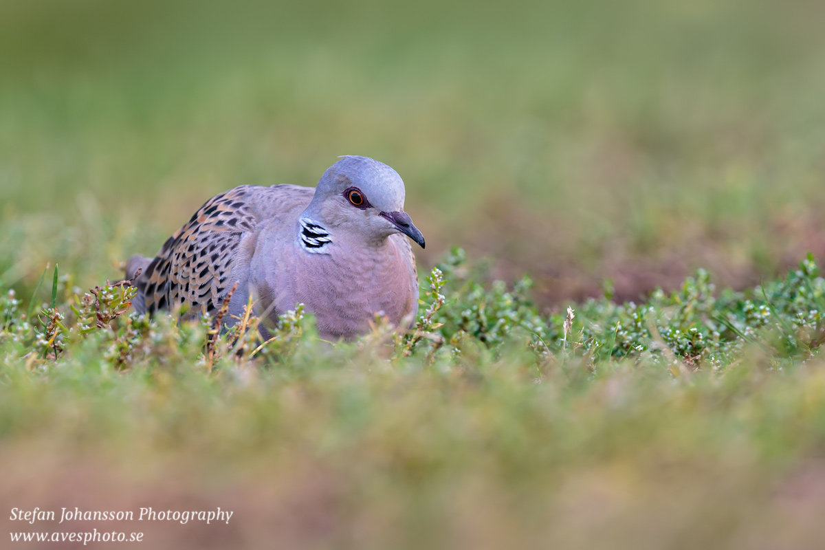 Turturduva / Turtle Dove Streptopelia turtur 