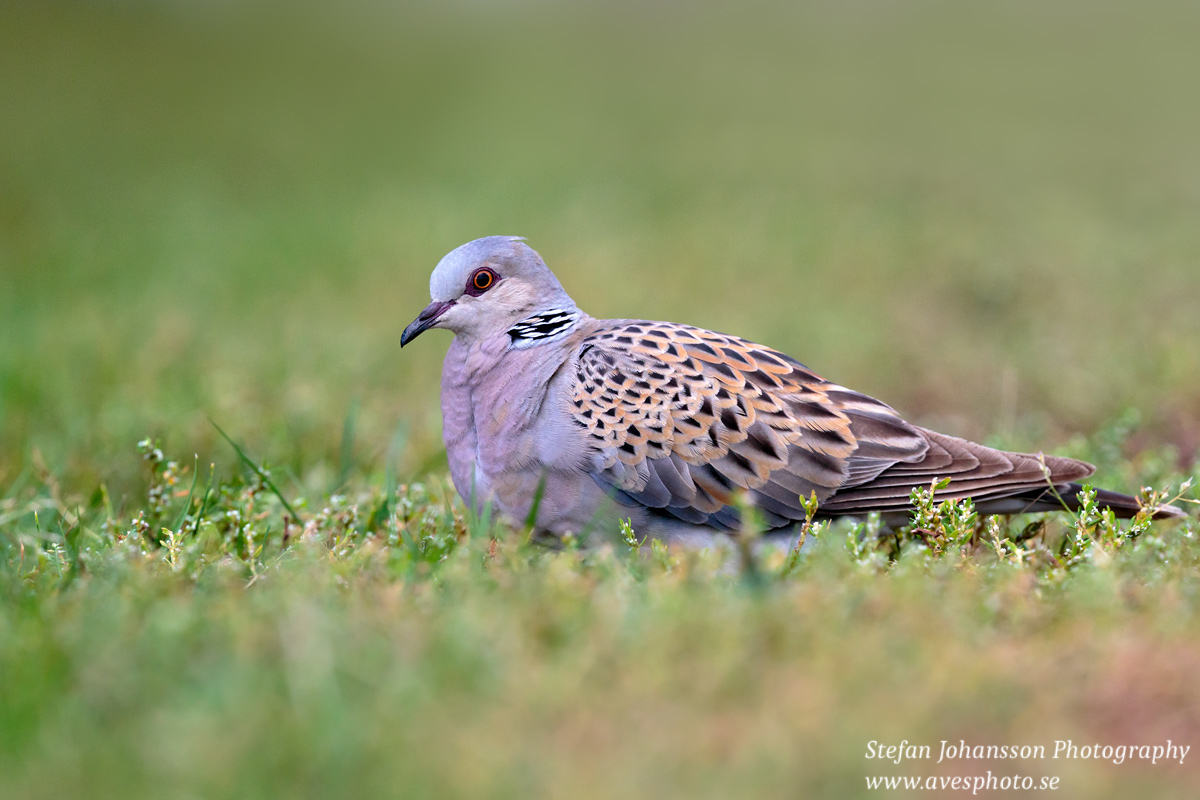 Turturduva / Turtle Dove Streptopelia turtur 