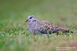 Turturduva / Turtle Dove 