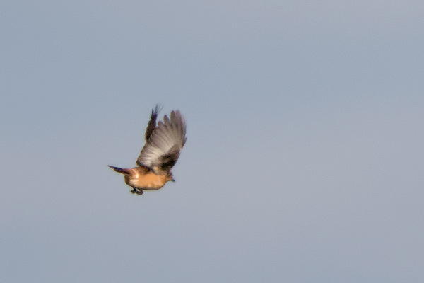 Saxicola maurus / stejnegeri