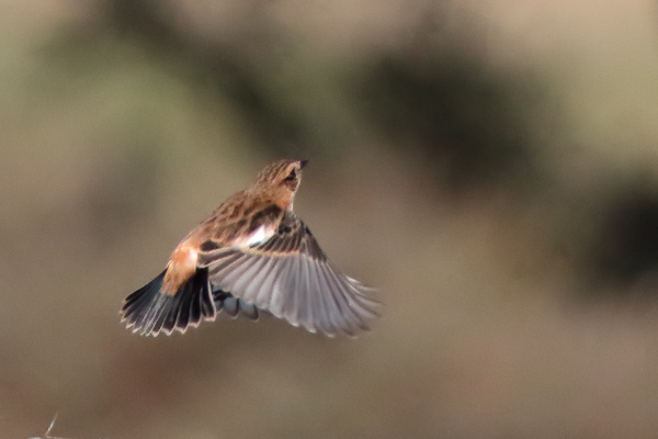 Saxicola maurus / stejnegeri