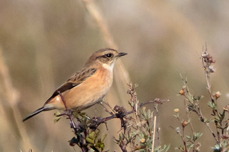 Vitgumpad buskskvätta / Siberian Stonechat 